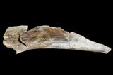 Permian Synapsid (Dimetrodon) Bone - Texas #181309-1